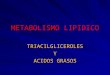 METABOLISMO LIPIDICO TRIACILGLICEROLESY ACIDOS GRASOS