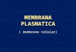 MEMBRANA PLASMATICA ( membrana celular). MEMBRANAS BIOLOGICAS Compartimientos independientes Compartimientos independientes Intercambio selectivo de sustancias