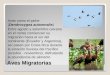 Aves Migratorias Aves como el piche (Dendrocygna autumnalis) Entre agosto y setiembre (verano en el norte) comienzan su migración hacia el sur del continente