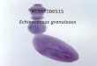 HIDATIDOSIS Echinococcus granulosus. HIDATIDOSIS Adulto: Cestodo pequeño.(1 cm) Hábitat: Intestino delgado del perro Escolex con 4 ventosas, rostelo con