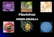 Flavivirus FIEBRE AMARILLA. MORFOLOGÍA Y ESTRUCTURA Virus de ARN. Virus de ARN. Es un arbovirus. Es un arbovirus. Presenta envoltura. Presenta envoltura