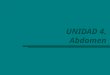 UNIDAD 4. Abdomen. Departamento de Anatomía Humana, U. A. N. L. Aorta abdominal Inicia en el hiato aórtico diafragmático Delante de los cuerpos vertebrales