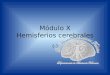 Módulo X Hemisferios cerebrales (-). Departamento de Anatomía Humana, U. A. N. L. Sustancia blanca Esta constituida por axones mielinizados. La constituyen