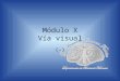 Módulo X Vía visual (-). Departamento de Anatomía Humana, U. A. N. L. Vía visual Se compone de 3 neuronas: 1era: –Son las células bipolares de la retina