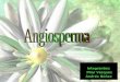 Integrantes: Pilar Vásquez Andrés Núñez. Las angiospermas o magnoliophyta son un filo de plantas fanerógamas, con semillas protegidas. Son las plantas