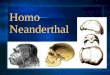 Homo Neanderthal. Introducción: El Homo Neanderthal, tuvo su existencia alrededor de 200.000 años a 35.000 años atrás. Se cree que pertenece a la cadena