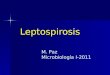 Leptospirosis M. Paz Microbiología I-2011. Leptospira spp L. interrogans: patógena para los animales y el hombre L. interrogans: patógena para los animales