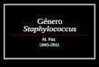 Género Staphylococcus M. Paz UMG-2011. Género Staphylococcus Familia: Micrococcaceae 3 Géneros: Staphylococcus (patógeno) Micrococcus (no-patógeno) Planococcus