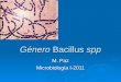 Género Bacillus spp M. Paz Microbiología I-2011. 60 especies de bacilos Gram-positivo o bacilos Gram-variable. Grandes (0.5 x 1.2 to 2.5 x 10 um) La mayoría