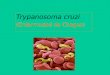 Trypanosoma cruzi (Enfermedad de Chagas). La enfermedad de Chagas es producida por un protozoario hemoglagelado, denominado Trypanosoma cruzi Este parásito