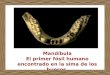 Mandíbula El primer fósil humano encontrado en la sima de los huesos