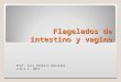 Flagelados de intestino y vagina Prof. Luis Ernesto González U.N.S.L. 2012