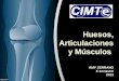 Huesos, Articulaciones y Músculos AMY SERRANO X semestre 2013