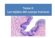 Tema 2: Los tejidos del cuerpo humano. Tejidos animales Tejido epitelial: de revestimiento glandular Tejido conectivo: conjuntivo (laxo, denso) o conectivo