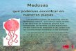 Medusas que podemos encontrar en nuestras playas Las proliferaciones de medusas son un fenómeno natural, que afecta cada verano a los bañistas de nuestras