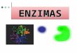 ENZIMASENZIMAS. ¿Qué sabes de las enzimas? ¿Qué las estructura? ¿Cuál es su importancia? ¿Para que sirven? ¿Cómo funcionan? ¿Qué tipos existen?