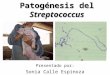 Patogénesis del Streptococcus Presentado por: Sonia Calle Espinoza