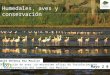 Comité Defensa Río Maullín Mayo 2 0 1 3 Humedales, aves y conservación Observación de aves: un mecanismo eficaz de fortalecimiento en la protección del