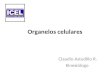 Organelos celulares Claudio Astudillo R. Kinesiólogo