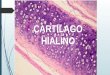 Presentacion cartilago hialino