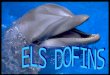 Els Dofins Power Point