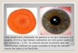 Una zanahoria rebanada se parece a un ojo humano. La pupila, el iris y las líneas radiantes se ven justo como el ojo humano... y SÍ, la ciencia ahora muestra