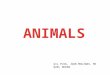 Animals   puig - molinas - duran