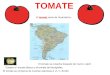 TOMATE El tomate viene de Suramérica. El tomate se cosecha después de marzo o abril. Existen el tomate blanco y el tomate de Montpellier. El tomate se