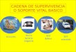 CADENA DE SUPERVIVENCIA O SOPORTE VITAL BASICO Prevención RCP Básico Alerta Servicio Urgencia RCP avanzado