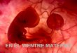 Ria slides  Las imágenes utilizadas en esta presentación son parte del documental En el vientre materno producido por