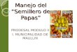 Manejo del Semillero de Papas PRODESAL MODULO II I. MUNICIPALIDAD DE MAULLIN