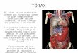 TÓRAX El tórax es una estructura formada por huesos que crean un gran compartimento conocido como cavidad toráxica, la cual alberga los pulmones y el corazón