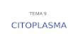 CITOPLASMA TEMA 9. Orgánulos y estructuras no membranosas Hialoplasma Citoesqueleto Centrosoma Cilios y flagelos Ribosomas Inclusiones citoplasmáticas