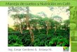 Manejo de suelos y Nutrición en Café. Ing. Cesar Centeno S. Enlasa Ni