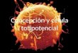 Célula totipotencial Del latín totuspotens, totus (todo) y potens (poder o habilidad). Es la célula que tiene la capacidad de generar todo un organismo,