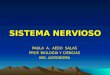 SISTEMA NERVIOSO PAULA A. AEDO SALAS PROF. BIOLOGIA Y CIENCIAS ING. AGRONOMA