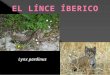 Lynx pardinus. Orden: Carnívora (carnívoros). Familia: Félidos. Género: Lynx Especie: Lynx pardinus (Temminck, 1827) Longitud de la cabeza y cuerpo, sin