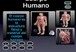 Cuerpo Humano El cuerpo humano es la estructura física y material del cuerpo humano Definición Ayuda Salir 2 1 4 3 6 5 7 8
