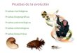 Pruebas de la evolución Pruebas morfológicas Pruebas biogeográficas Pruebas paleontológicas Pruebas embriológicas Pruebas bioquímicas