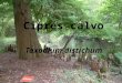 Ciprés calvo Taxodium distichum. Principales características - Conífera de hoja caduca. Es de las pocas especies de coníferas que tiran las hojas cada