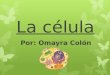 La célula Por: Omayra Colón. ¿Qué es la célula? La célula es la estructura básica de construcción de los seres vivos. Todos los seres vivos se componen