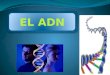ADN-DNA(ácido desoxirribonucleico)