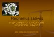 Raphanus sativus MEDICAMENTO CHICO CON INDICACIÒN GRANDE DRA MARÌA DEL ROSARIO PISTÓN