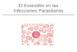 El Eosinófilo en las Infecciones Parasitarias. Características Generales Granulocitos derivados de médula ósea Gránulos contienen proteínas básicas que