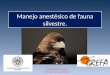 Manejo anestésico de fauna silvestre. Silvia Villaverde Morcillo Veterinaria de Fauna Silvestre