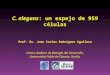 C. elegans: un espejo de 959 células Prof. Dr. Juan Carlos Rodríguez Aguilera Centro Andaluz de Biología del Desarrollo, Universidad Pablo de Olavide,