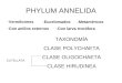 PHYLUM ANNELIDA -Vermiformes -Eucelomados -Metaméricos -Con anillos externos-Con larva trocófora TAXONOMÍA CLASE POLYCHAETA CLASE OLIGOCHAETA CLASE HIRUDINEA