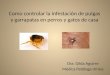 Como controlar la infestación de pulgas y garrapatas en perros y gatos de casa Dra. Gilda Aguirre Médica Patóloga clínica