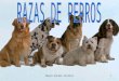 Mayte Anchel Ferriol1. 2 •Es una raza de perro pequeña originaria de Inglaterra, establecida como tal a finales del siglo XIX. No obstante, a pesar de