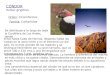 CÓNDOR Vultur gryphus Orden: Ciconiiformes Familia: Cathartidae Se distribuye a lo largo de toda la Cordillera de Los Andes, desde Arica hasta Cabo de